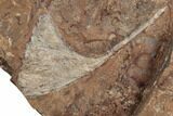 Nine Fossil Ginkgo Leaves From North Dakota - Paleocene #188743-2